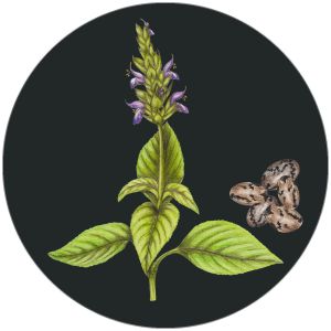 Aceite de semilla de Ch&iacute;a BIO