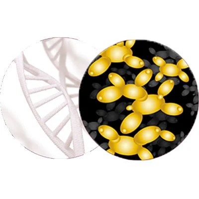 Complejo calmante de Mg-B y Creatina