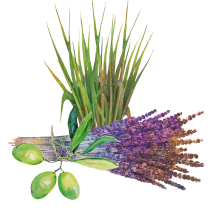 Aceite de Oliva