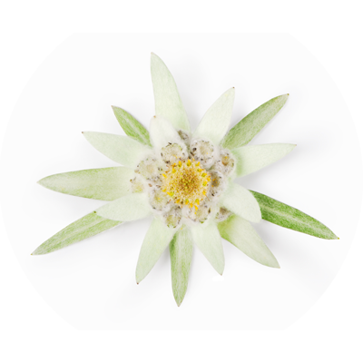 Extracto biotecnol&oacute;gico de la Flor Alpina Edelweiss