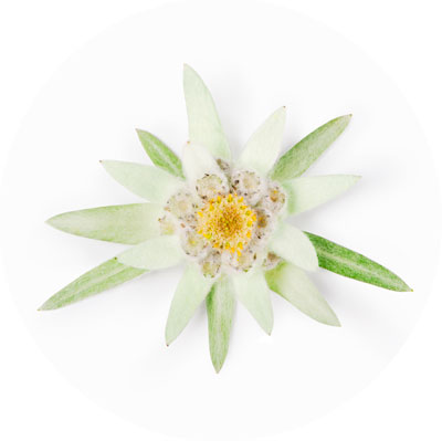Extracto biotecnológico de la Flor Alpina Edelweiss