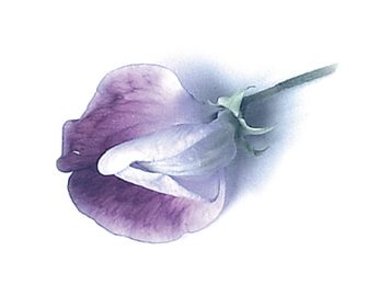 flor de lila atashi supernight