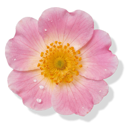 Icono Aceite de rosa mosqueta