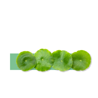 Centella asiática ingrediente