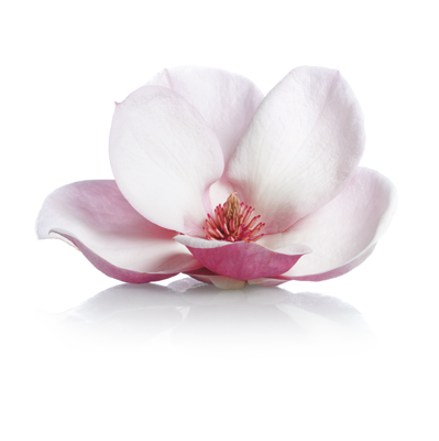 Magnolias del himalaya