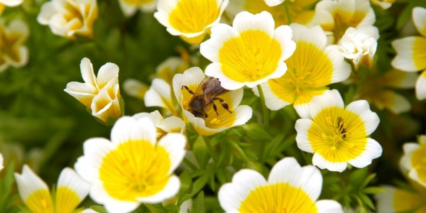 Meadowfoam: qué es y sus beneficios para la piel